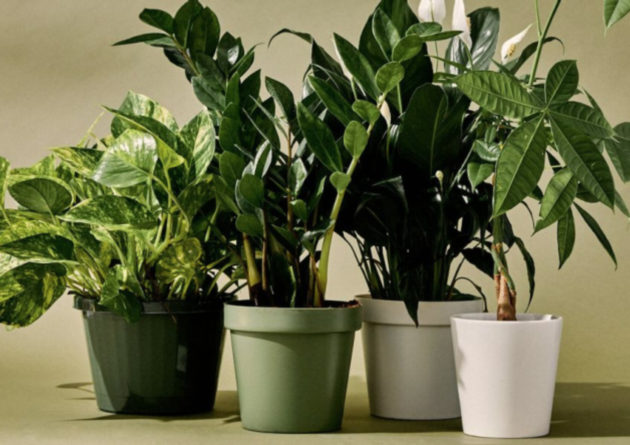 This Plant Delivery Subscription Is Enabling Our Houseplant Fever