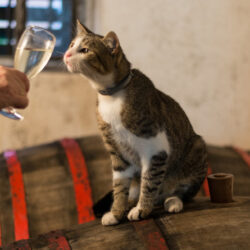 Why Drink Alone When You Can Drink With Your Cat? Pet Wine Shop Makes it Possible.