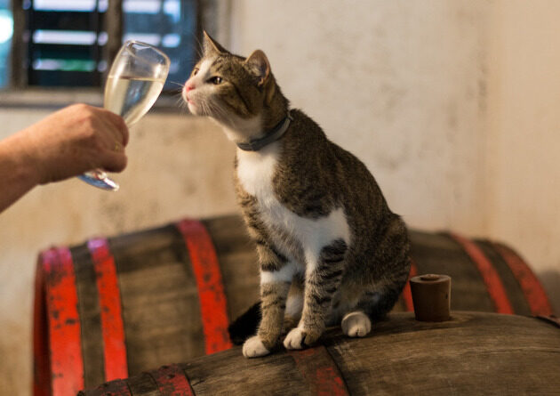 Why Drink Alone When You Can Drink With Your Cat? Pet Wine Shop Makes it Possible.